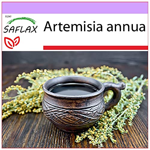 SAFLAX - Heilpflanzen - Chinesischer Beifuß - 250 Samen - Artemisia annua von Saflax