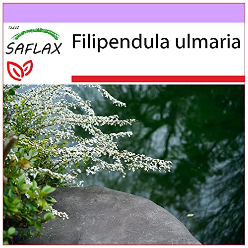 SAFLAX - Heilpflanzen - Echtes Mädesüß - 500 Samen - Filipendula ulmaria von Saflax