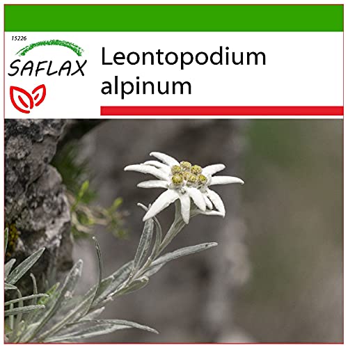 SAFLAX - Heilpflanzen - Edelweiss - 500 Samen - Mit keimfreiem Anzuchtsubstrat - Leontopodium alpinum von Saflax