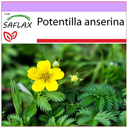 SAFLAX - Heilpflanzen - Gänsefingerkraut - 20 Samen - Potentilla anserina von Saflax