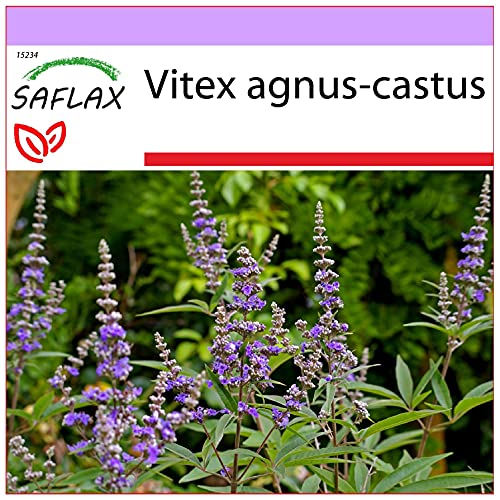 SAFLAX - Heilpflanzen - Mönchspfeffer - 30 Samen - Vitex agnus-castus von Saflax