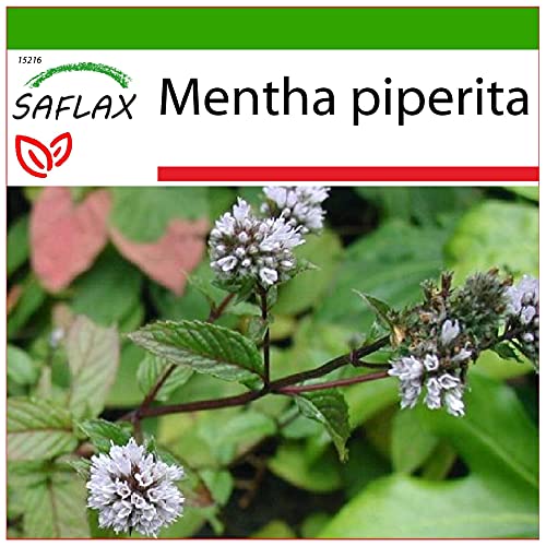 SAFLAX - Heilpflanzen - Pfefferminze - 300 Samen - Mit keimfreiem Anzuchtsubstrat - Mentha piperita von Saflax