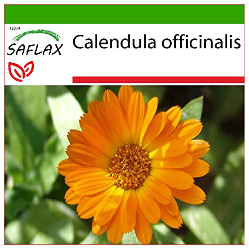 SAFLAX - Heilpflanzen - Ringelblume - 50 Samen - Mit keimfreiem Anzuchtsubstrat - Calendula officinalis von Saflax