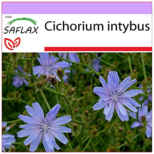 SAFLAX - Heilpflanzen - Wegwarte - 250 Samen - Cichorium intybus von Saflax