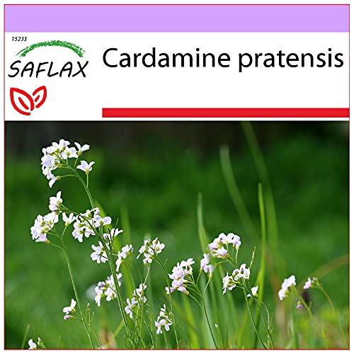 SAFLAX - Heilpflanzen - Wiesenschaumkraut - 100 Samen - Cardamine pratensis von Saflax