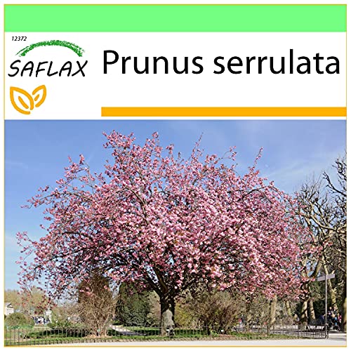 SAFLAX - Japanische Blütenkirsche - 30 Samen - Prunus serrulata von Saflax