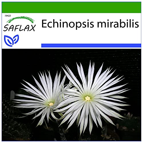 SAFLAX - Kakteen - Seeigelkaktus - 40 Samen - Mit keimfreiem Anzuchtsubstrat - Echinopsis mirabilis von Saflax