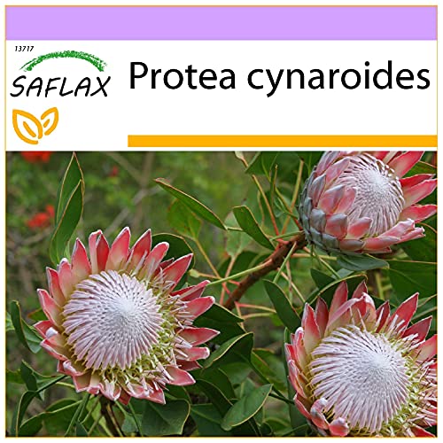 SAFLAX - Königsprotea - 5 Samen - Protea cynaroides von Saflax