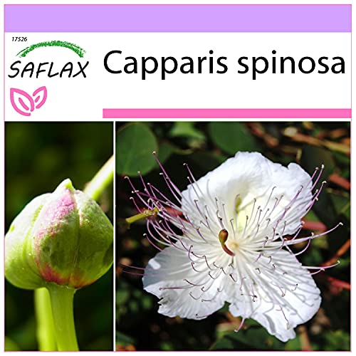 SAFLAX - Kräuter - Echter Kapernstrauch - 25 Samen - Capparis spinosa von Saflax