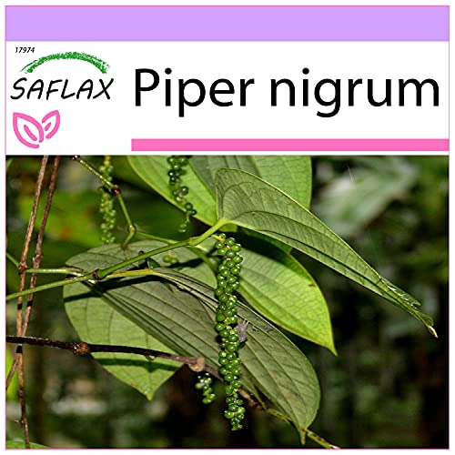 SAFLAX - Kräuter - Echter Pfeffer - 20 Samen - Piper nigrum von Saflax
