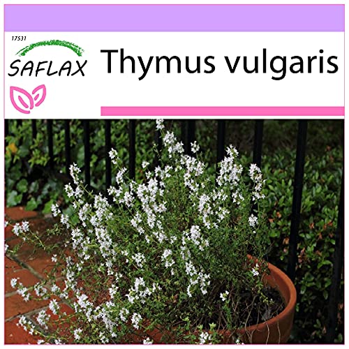 SAFLAX - Kräuter - Echter Thymian - 200 Samen - Thymus vulgaris von Saflax