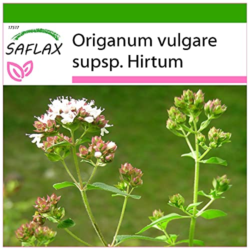 SAFLAX - Kräuter - Griechischer Oregano - 600 Samen - Mit keimfreiem Anzuchtsubstrat - Origanum vulgare von Saflax