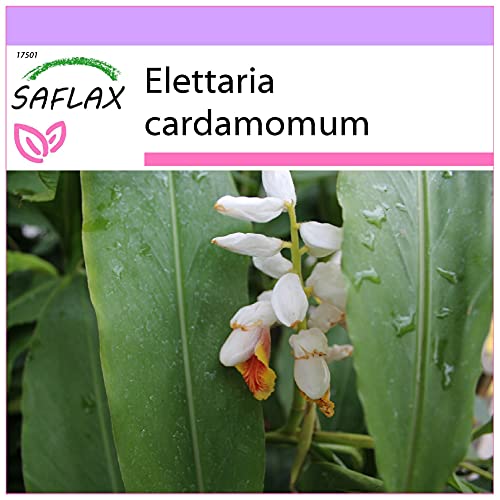 SAFLAX - Kräuter - Kardamom - 20 Samen - Elettaria cardamomum von Saflax