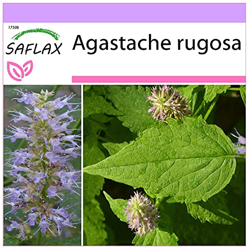 SAFLAX - Kräuter - Koreanische Minze - 1200 Samen - Agastache rugosa von Saflax