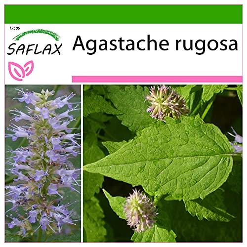 SAFLAX - Kräuter - Koreanische Minze - 1200 Samen - Mit keimfreiem Anzuchtsubstrat - Agastache rugosa von Saflax