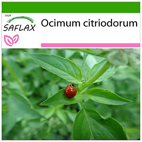 SAFLAX - Kräuter - Limonen Basilikum - 200 Samen - Mit keimfreiem Anzuchtsubstrat - Ocimum citriodorum von Saflax