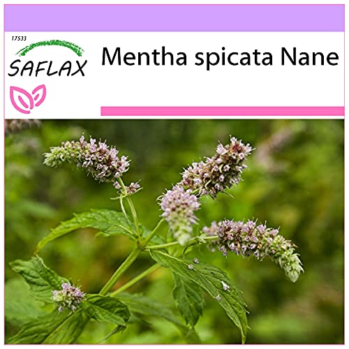 SAFLAX - Kräuter - Mexikanische Nana Minze - 500 Samen - Mentha spicata von Saflax