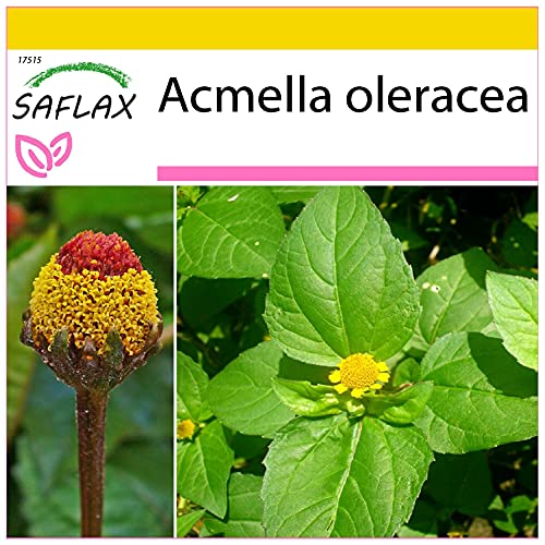 SAFLAX - Kräuter - Parakresse - 500 Samen - Acmella oleracea von Saflax
