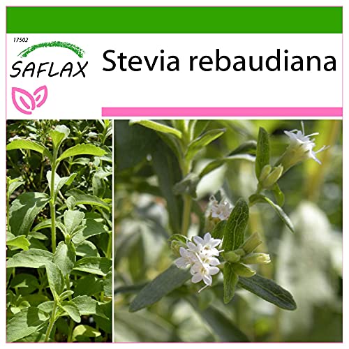 SAFLAX - Kräuter - Stevia Süßkraut - 100 Samen - Mit keimfreiem Anzuchtsubstrat - Stevia rebaudiana von Saflax