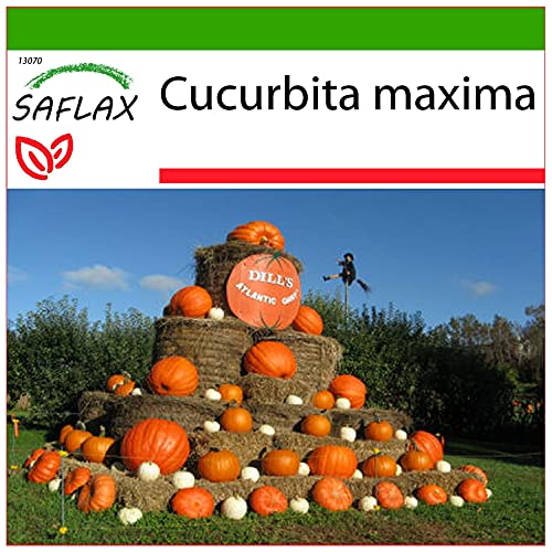 SAFLAX - Kürbis - Atlantic Giant - 7 Samen - Mit keimfreiem Anzuchtsubstrat - Cucurbita maxima von Saflax