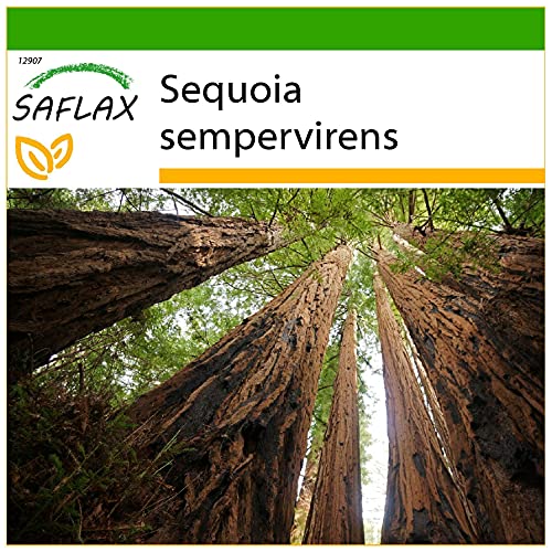 SAFLAX - Küsten - Mammutbaum - 50 Samen - Mit keimfreiem Anzuchtsubstrat - Sequoia sempervirens von Saflax