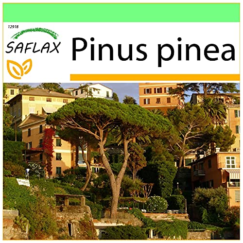 SAFLAX - Mittelmeer - Pinie - 6 Samen - Pinus pinea von Saflax
