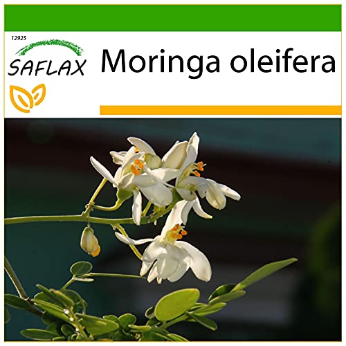 SAFLAX - Moringa - 10 Samen - Mit keimfreiem Anzuchtsubstrat - Moringa oleifera von Saflax