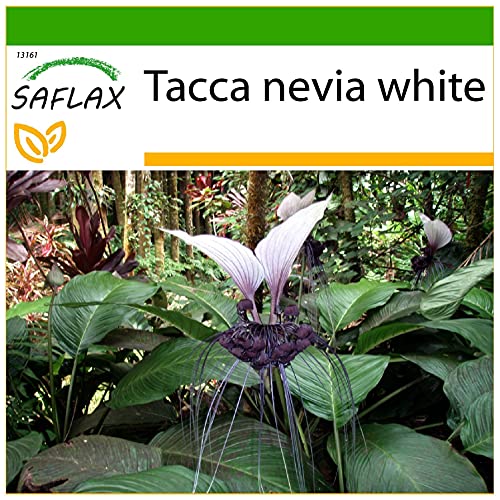 SAFLAX - Nepalesische Riesen - Fledermausblume - 10 Samen - Mit keimfreiem Anzuchtsubstrat - Tacca nevia white von Saflax