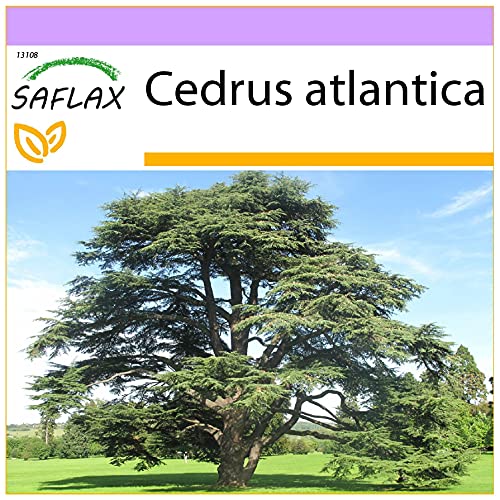 SAFLAX - Nordafrikanische Atlas Zeder - 20 Samen - Cedrus atlantica von Saflax