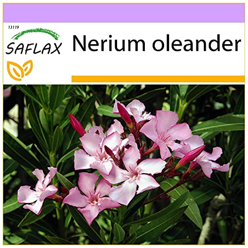 SAFLAX - Oleander - 50 Samen - Nerium oleander von Saflax