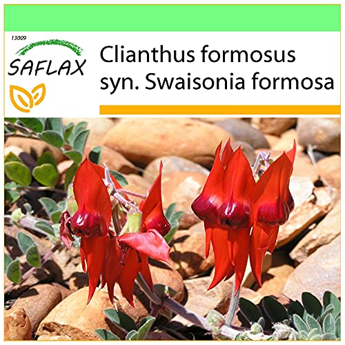 SAFLAX - Papageischnabel/Teufelskopf - 20 Samen - Clianthus formosus von Saflax