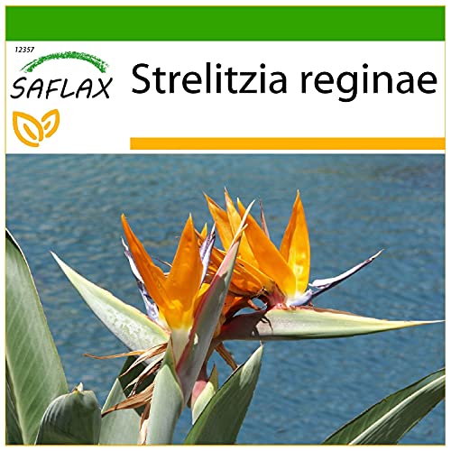 SAFLAX - Paradiesvogelblume (reginae) - 5 Samen - Mit keimfreiem Anzuchtsubstrat - Strelitzia reginae von Saflax