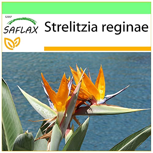 SAFLAX - Paradiesvogelblume (reginae) - 5 Samen - Strelitzia reginae von Saflax