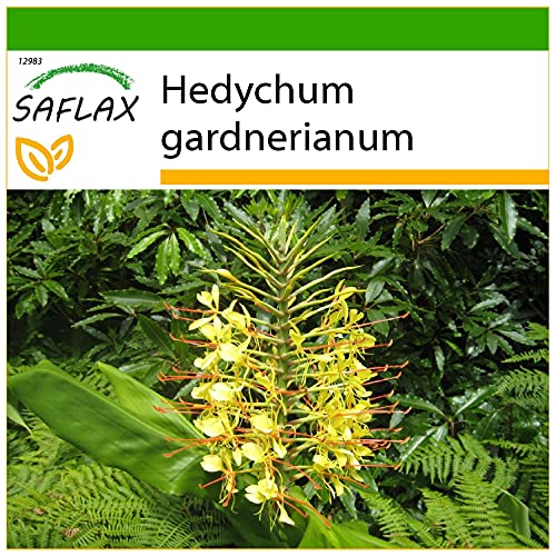 SAFLAX - Riesen - Schmetterlingsblume - 10 Samen - Mit keimfreiem Anzuchtsubstrat - Hedychum gardnerianum von Saflax