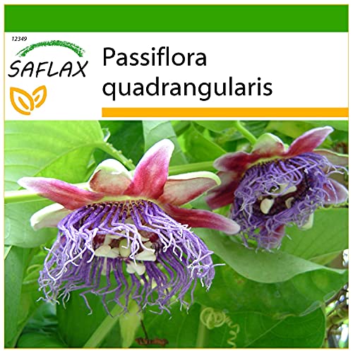 SAFLAX - Riesengranadilla/Königsgranadilla - 12 Samen - Mit keimfreiem Anzuchtsubstrat - Passiflora quadrangularis von Saflax