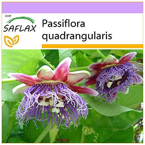 SAFLAX - Riesengranadilla/Königsgranadilla - 12 Samen - Passiflora quadrangularis von Saflax