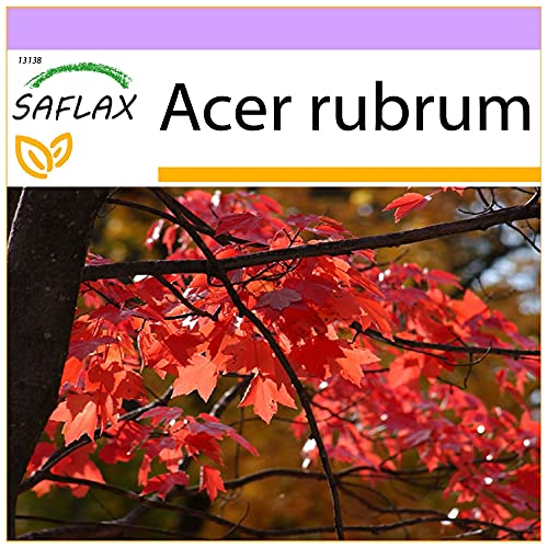 SAFLAX - Rotahorn - 20 Samen - Acer rubrum von Saflax