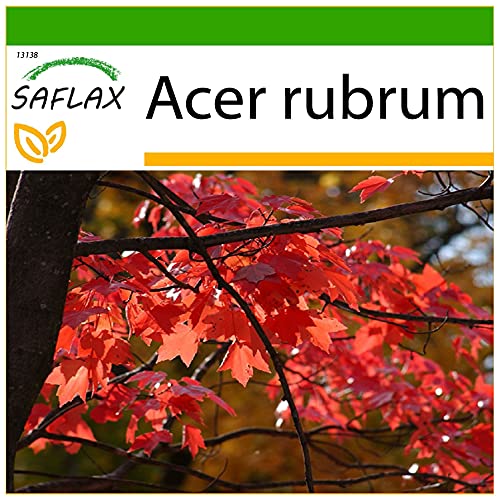 SAFLAX - Rotahorn - 20 Samen - Mit keimfreiem Anzuchtsubstrat - Acer rubrum von Saflax