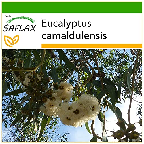 SAFLAX - Roter Fluss - Eucalyptus - 200 Samen - Mit keimfreiem Anzuchtsubstrat - Eucalyptus camaldulensis von Saflax