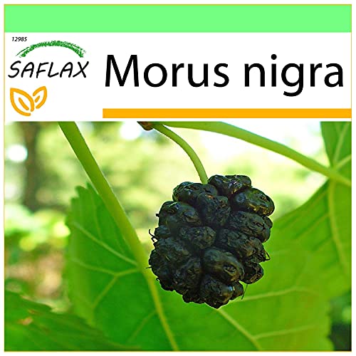 SAFLAX - Schwarzer Maulbeerbaum - 200 Samen - Morus nigra von Saflax