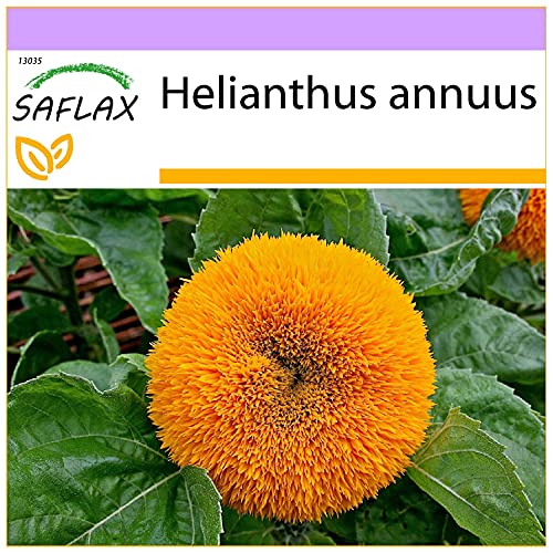 SAFLAX - Sonnenblume Puschel - 40 Samen - Helianthus annuus von Saflax