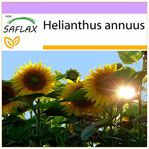 SAFLAX - Sonnenblumen Titan - 20 Samen - Helianthus annuus von Saflax