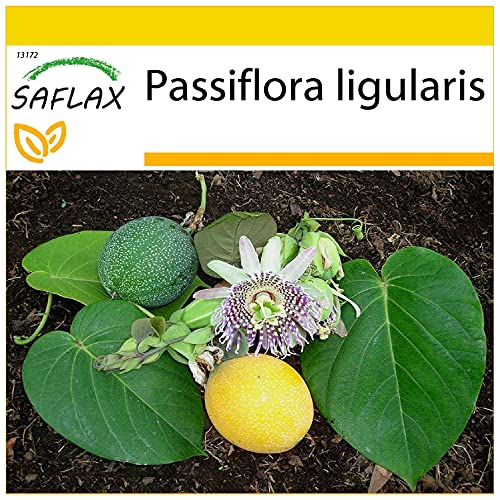 SAFLAX - Süße Granadilla - 20 Samen - Passiflora ligularis von Saflax