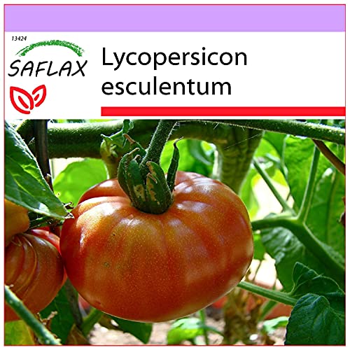 SAFLAX - Tomate - Pink Brandywine - 10 Samen - Lycopersicon esculentum von Saflax
