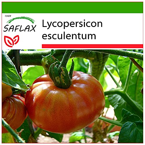 SAFLAX - Tomate - Pink Brandywine - 10 Samen - Mit keimfreiem Anzuchtsubstrat - Lycopersicon esculentum von Saflax