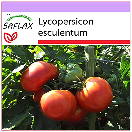 SAFLAX - Tomate - Rose de Berne - 10 Samen - Lycopersicon esculentum von Saflax