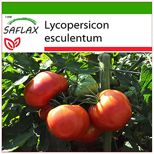 SAFLAX - Tomate - Rose de Berne - 10 Samen - Mit keimfreiem Anzuchtsubstrat - Lycopersicon esculentum von Saflax