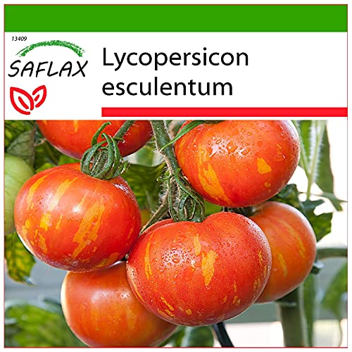 SAFLAX - Tomate - Tigerella - 10 Samen - Mit keimfreiem Anzuchtsubstrat - Lycopersicon esculentum von Saflax