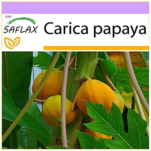 SAFLAX - Tropischer Melonenbaum/Papaya - 30 Samen - Carica papaya von Saflax