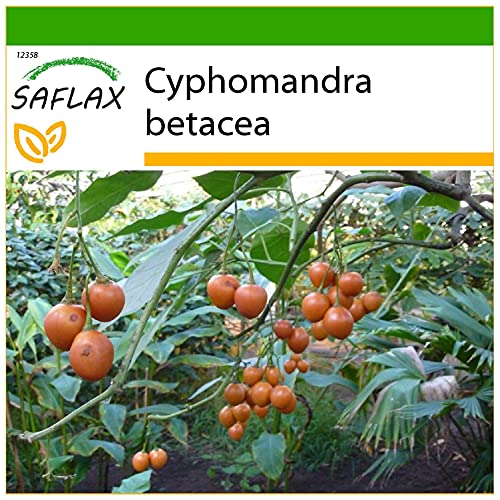 SAFLAX - Tropischer Tomatenbaum/Tamarillo - 50 Samen - Mit keimfreiem Anzuchtsubstrat - Cyphomandra betacea von Saflax